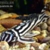 Zebra-Harnischwels, Hypancistrus Zebra L046