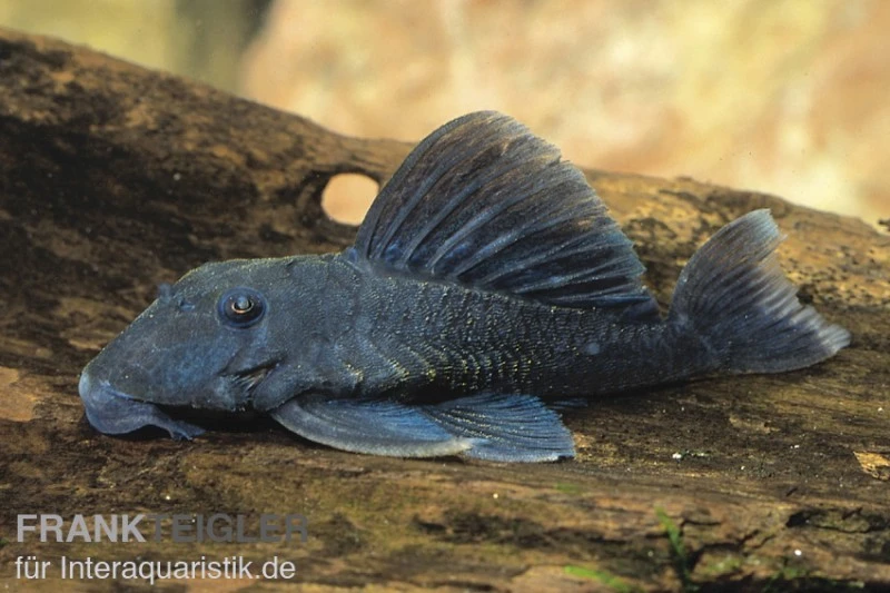 Blauer Zwergharnischwels, Ancistrini Spec. L239 1 Blauer Zwergharnischwels, Ancistrini Spec. L239