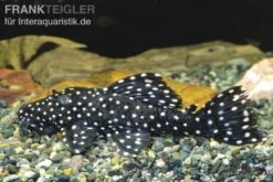 Milchstraßen-Rüsselzahnwels, Leporacanthicus Galaxias L007/L029/L240