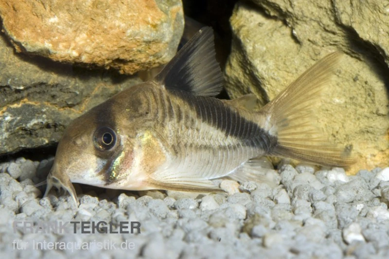 Kopfbinden-Panzerwels, Corydoras Melini 1 Kopfbinden-Panzerwels, Corydoras Melini