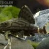 Royal Pleco, Panaque Nigrolineatus L190
