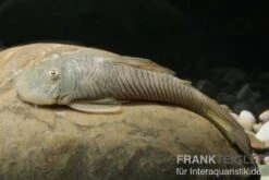 Gebirgsharnischwels, Chaetostoma Thomasi L146, L444