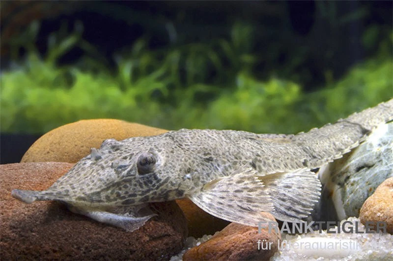 Nasenharnischwels, Hemiodontichtys Acipensernius 1 Nasenharnischwels, Hemiodontichtys Acipensernius