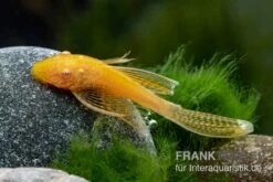 Goldener Schleier-Antennenwels, Ancistrus Sp. Long Fin "Gold-Schleier" -Fish Tec Ancistrus spec Gold Schleier