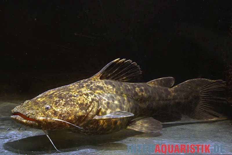 Apurensis-Wels, Cephalosilurus Apurensis 1 Apurensis-Wels, Cephalosilurus Apurensis