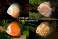 Fish Tec -Fish Tec Asia Discus Bundle 1