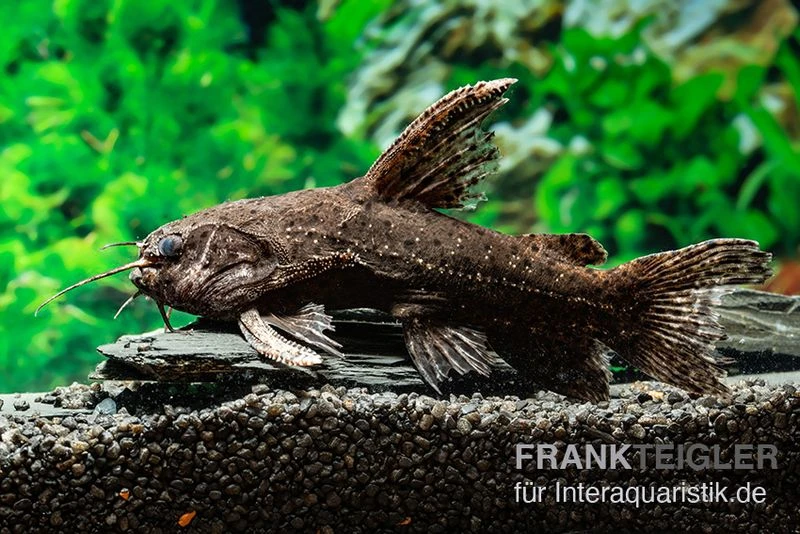 Brauner Jaguarwels, Liosomadoras Morrowi 1 Brauner Jaguarwels, Liosomadoras Morrowi