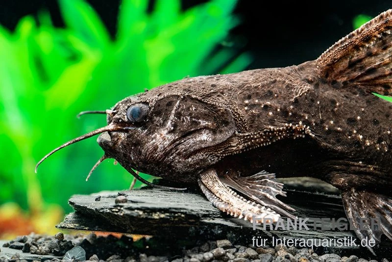 Brauner Jaguarwels, Liosomadoras Morrowi 2 Brauner Jaguarwels, Liosomadoras Morrowi – Bild 2