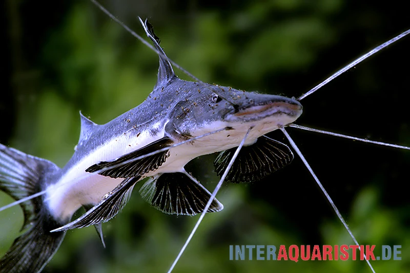 Breitflossen Spatelwels, Goslinea Platynema 1 Breitflossen Spatelwels, Goslinea Platynema