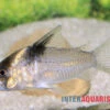 Burgessi-Panzerwels, Corydoras Cf. Burgessi CW 98