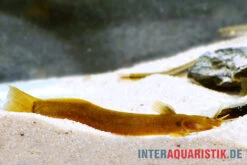 Cerinum-Wels, Amblyceps Cerinum -Fish Tec Cerinum Wels Amblyceps cerinum 1