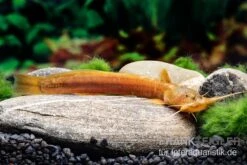 Cerinum-Wels, Amblyceps Cerinum -Fish Tec Cerinum Wels Amblyceps cerinum 3