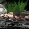 Froschwels Marmor, Clarias Batrachus