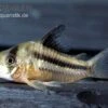Axelrods Panzerwels, Corydoras Axelrodi