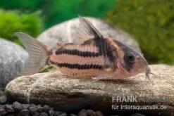 Corydoras Aff. Bifasciatus CW 127 "Super Parallelus" -Fish Tec Corydoras sp aff parallelus CW127 11