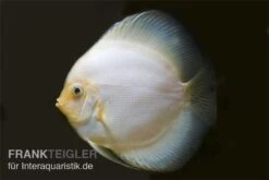 Diskusfisch ASIA-NZ, Symphysodon Discus White Diamond -Fish Tec Diskus weiss