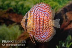 Diskusfisch ASIA-NZ, Symphysodon Discus Leopard 5 Diskusfisch ASIA-NZ, Symphysodon Discus Leopard -Fish Tec Diskusfisch ASIA NZ Symphysodon discus Leopard 3
