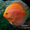 Diskusfisch ASIA-NZ, Symphysodon Discus Red Panda