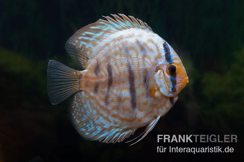 Diskusfisch ASIA-NZ, Symphysodon Discus Blue Turquoise (Blue German) 1 Diskusfisch ASIA-NZ, Symphysodon Discus Blue Turquoise (Blue German)