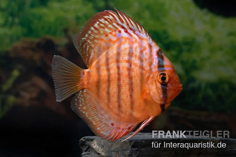 Diskusfisch ASIA-NZ, Symphysodon Discus Super Turquoise (Purple Turquoise) 1 Diskusfisch ASIA-NZ, Symphysodon Discus Super Turquoise (Purple Turquoise)