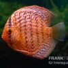 Diskusfisch ASIA-NZ, Symphysodon Discus Red Tiger