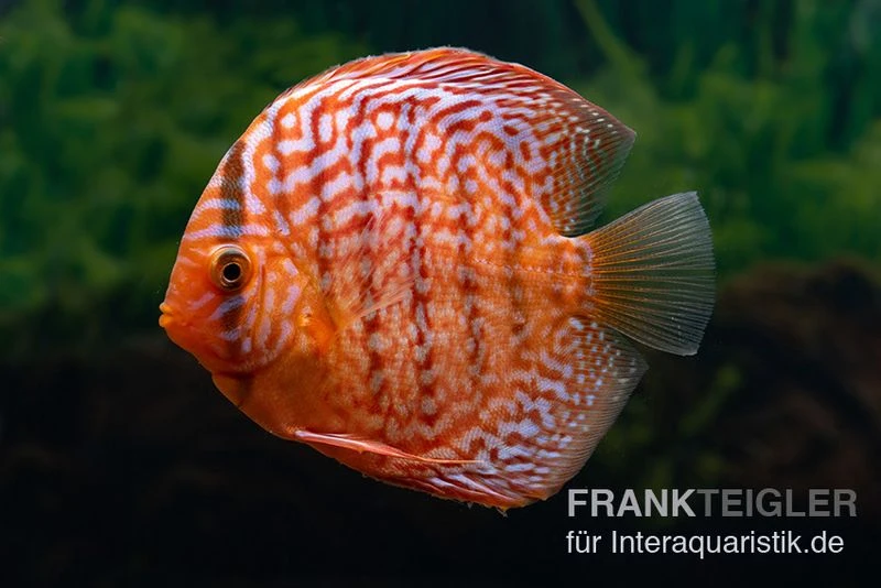 Diskusfisch ASIA-NZ, Symphysodon Discus Red Tiger 1 Diskusfisch ASIA-NZ, Symphysodon Discus Red Tiger