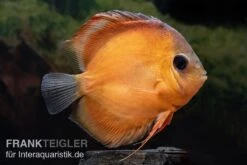Diskusfisch ASIA-NZ, Symphysodon Discus Rose Red
