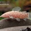 Gemalter Schwielenwels Albino, Hoplosternum Thoracatum