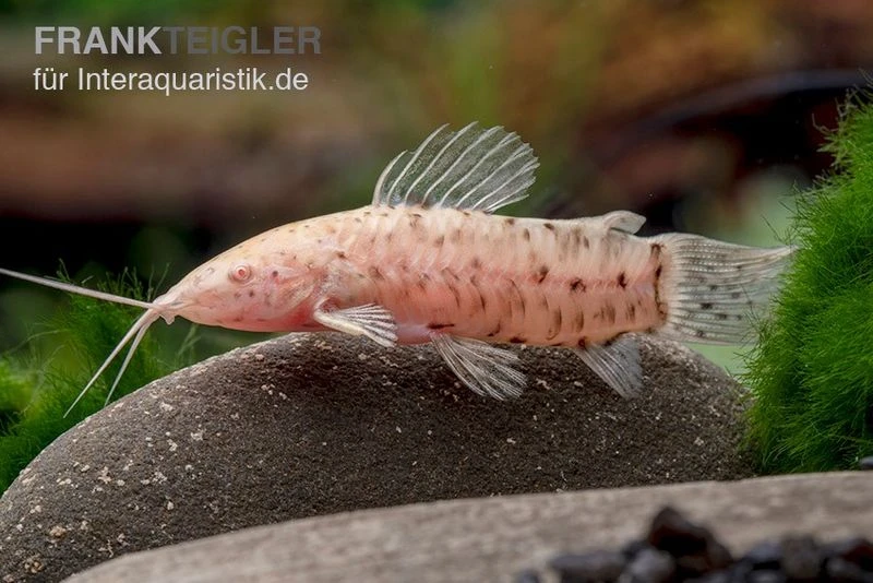 Gemalter Schwielenwels Albino, Hoplosternum Thoracatum 1 Gemalter Schwielenwels Albino, Hoplosternum Thoracatum