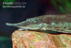 Gemeiner Bartwels, Sturisoma Barbatum 7 Gemeiner Bartwels, Sturisoma Barbatum -Fish Tec Gemeiner Bartwels Sturisoma barbatum 1