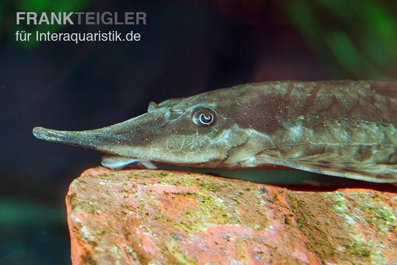 Gemeiner Bartwels, Sturisoma Barbatum 4 Gemeiner Bartwels, Sturisoma Barbatum – Bild 4