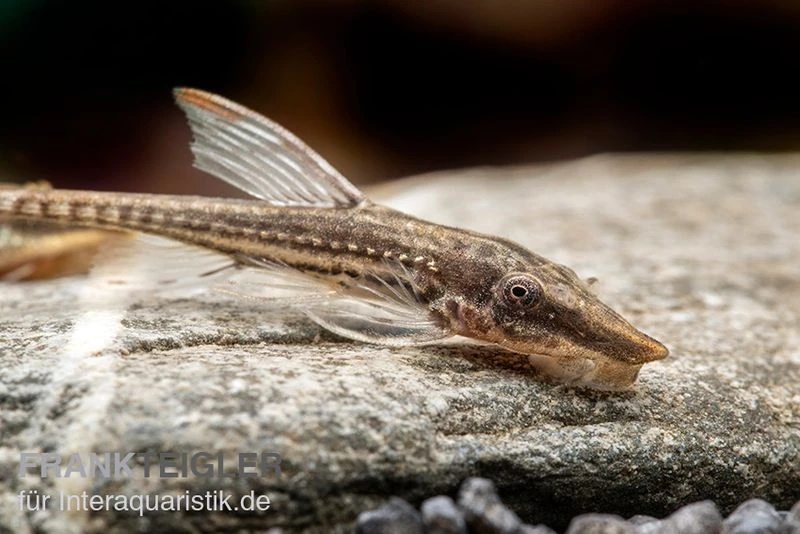 Gemeiner Bartwels, Sturisoma Barbatum 2 Gemeiner Bartwels, Sturisoma Barbatum – Bild 2