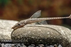 Gemeiner Bartwels, Sturisoma Barbatum 6 Gemeiner Bartwels, Sturisoma Barbatum -Fish Tec Gemeiner Bartwels Sturisoma barbatum neu 2