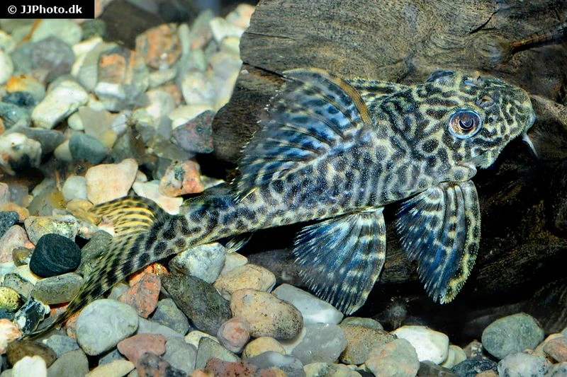 Harnischwels, Hypancistrus Spec. L411 "Monte Duorado", 5-6 Cm 1 Harnischwels, Hypancistrus Spec. L411 "Monte Duorado", 5-6 Cm