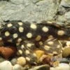 Mini Snowball Pleco, L471, Hypancistrus Sp. "Dwarf"
