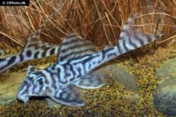 Zebra-Harnischwels, Hypancistrus Spec. L173, 4-5 Cm -Fish Tec Hypancistrus species L173 03