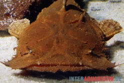 Indonesischer Großmaulwels, Chaca Bankanensis 7 Indonesischer Großmaulwels, Chaca Bankanensis -Fish Tec Indonesischer Grossmaulwels Chaca bankanensis 2