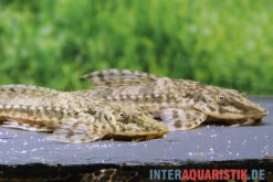 Fish Tec -Fish Tec Kleiner Hexenwels Rineloricaria parva neu 2