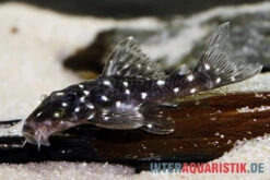 Kleiner Orinoco-Saugwels, L 280, Micracanthicus Vandragti 5 Kleiner Orinoco-Saugwels, L 280, Micracanthicus Vandragti -Fish Tec Kleiner Orinoco Saugwels L 280 Micracanthicus vandragti 3