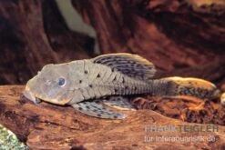 Wels L95 Rotbart-Tannenzapfenwels,Pseudorinelepsis Pellegrini