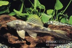 Wels L 116 Deltaschwanz-Harnischwels, Hypostomus Cf. Emarginatus