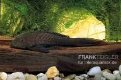 Wels L152 Orinoko-Tannenzapfenwels, Pseudorinelepis Genibarbis -Fish Tec L 152 Pseudorinelepis sp 2