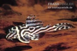 Zebra-Harnischwels, Hypancistrus Spec. L173b "NEW ZEBRA", 4-5 Cm -Fish Tec L 173 Hypancistrus sp NEW ZEBRA