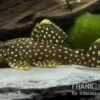Wels L177 Gelbsaumwels, Baryancistrus Xanthellus