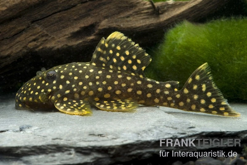 Wels L177 Gelbsaumwels, Baryancistrus Xanthellus 1 Wels L177 Gelbsaumwels, Baryancistrus Xanthellus