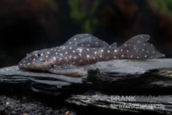 Orinoco-Engelsharnischwels, L201, Hypancistrus Sp. -Fish Tec L 201 Hypancistrus spec 2