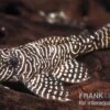 Queen Arabesque Harnischwels, L260, Hypancistrus Sp. 4-5 Cm