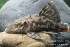 Weißschwanz-Panaque, L90, Panaque Sp. 5 Weißschwanz-Panaque, L90, Panaque Sp. -Fish Tec L 90 Panaque spec