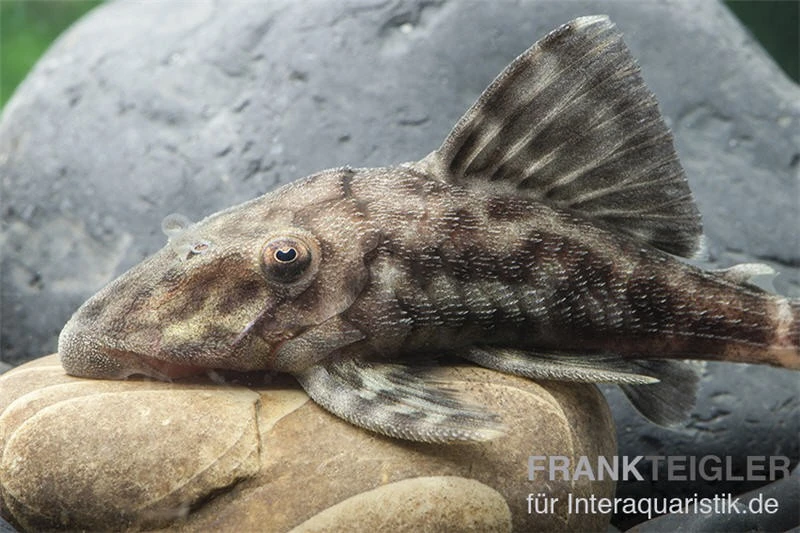 Weißschwanz-Panaque, L90, Panaque Sp. 3 Weißschwanz-Panaque, L90, Panaque Sp. – Bild 3