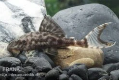 Weißschwanz-Panaque, L90, Panaque Sp.